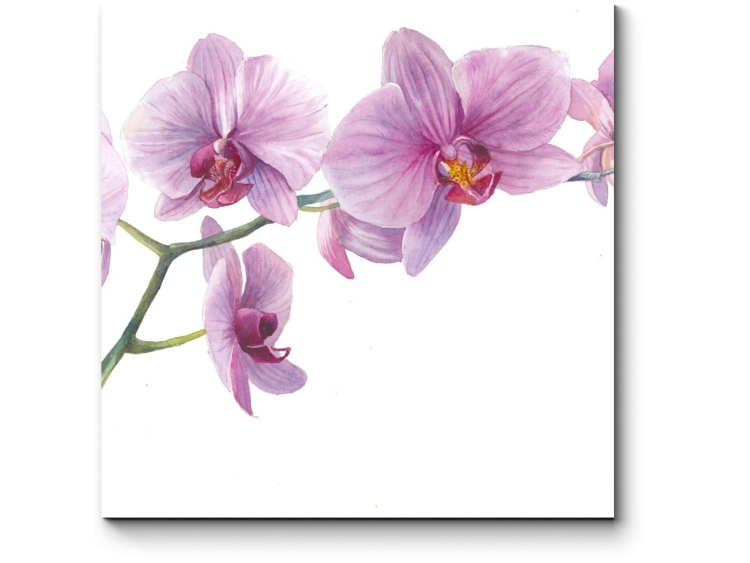 Веточка орхидеи рисунок