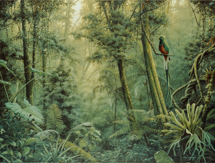 Горные тропические леса