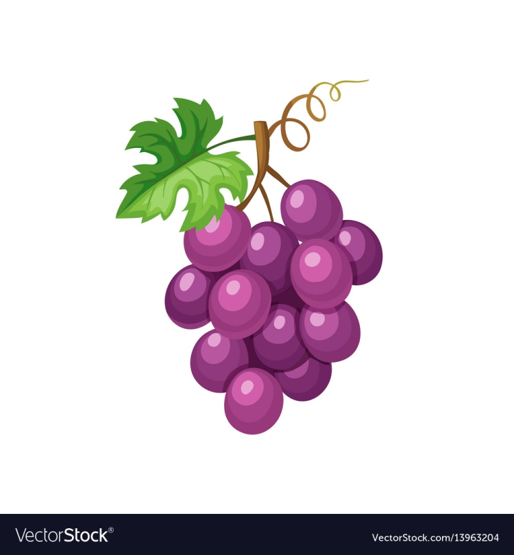 Виноград фиолетовый рисунок
