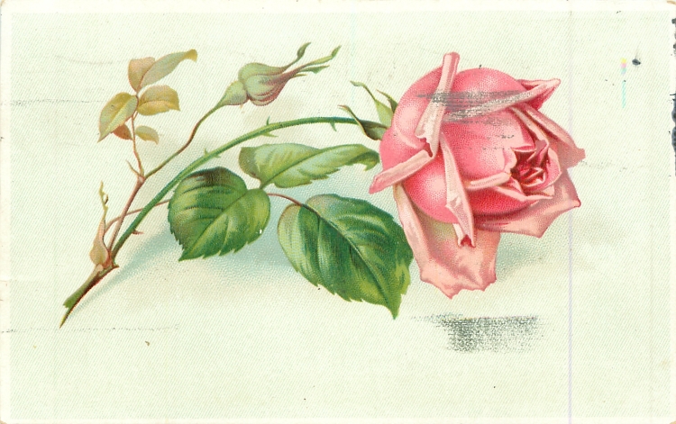 Рисунок две розы