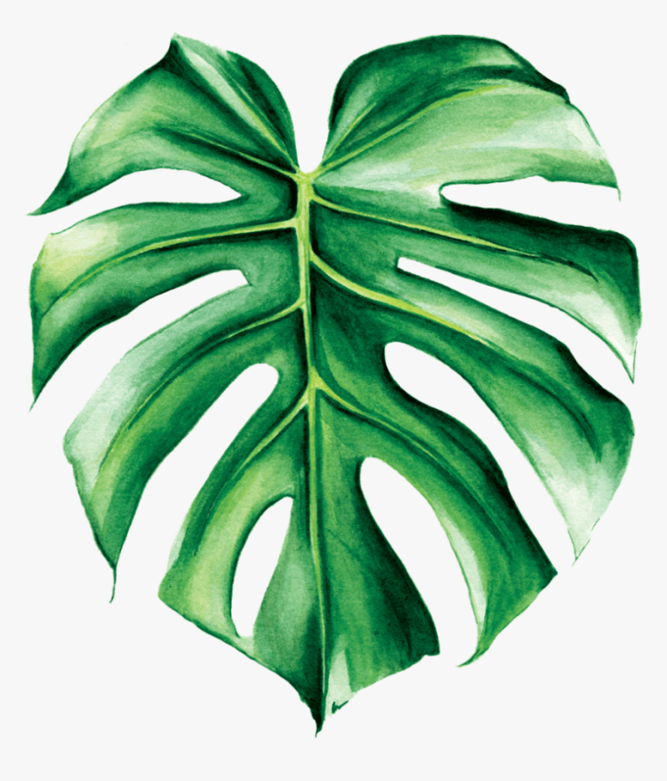 Тропические лист Monstera