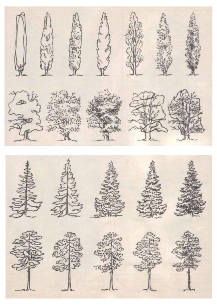 Низкорослые деревья соснового леса