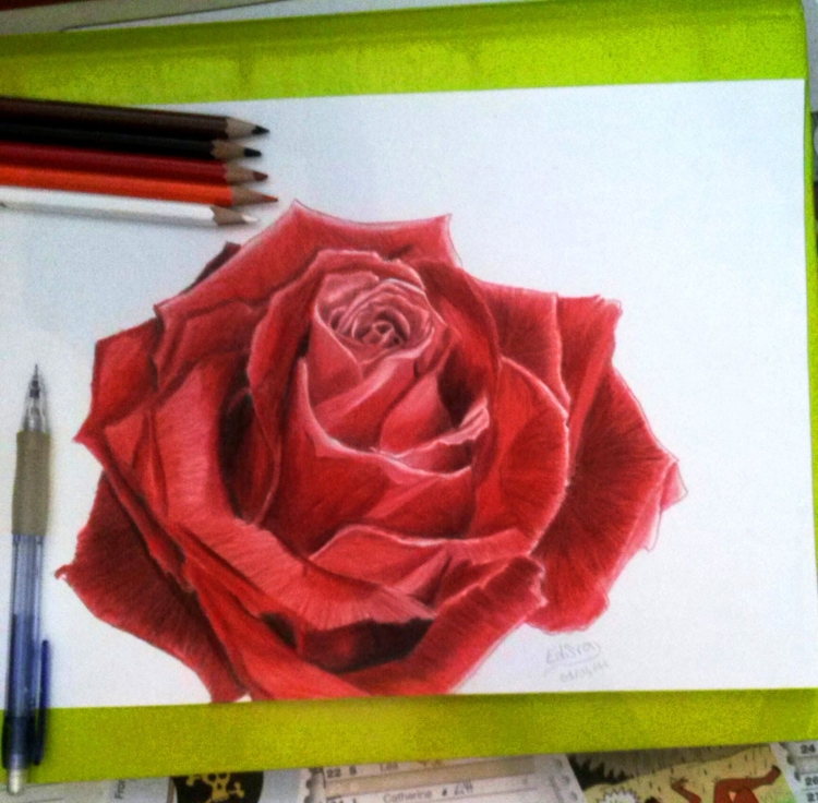 Роза рисунок для начинающих