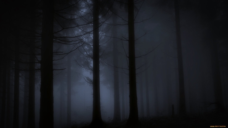 Туманный ночной лес