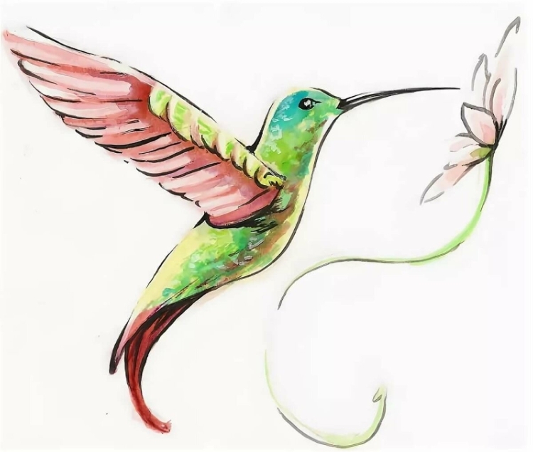 Рисунок колибри для срисовки