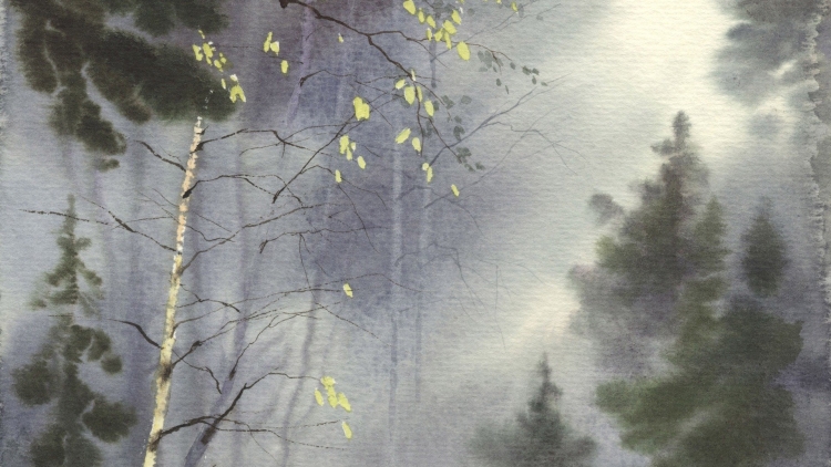 Дождливый туманный лес