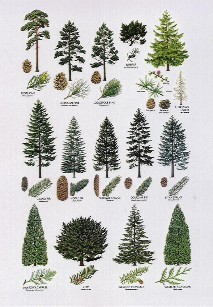 Растения хвойного леса