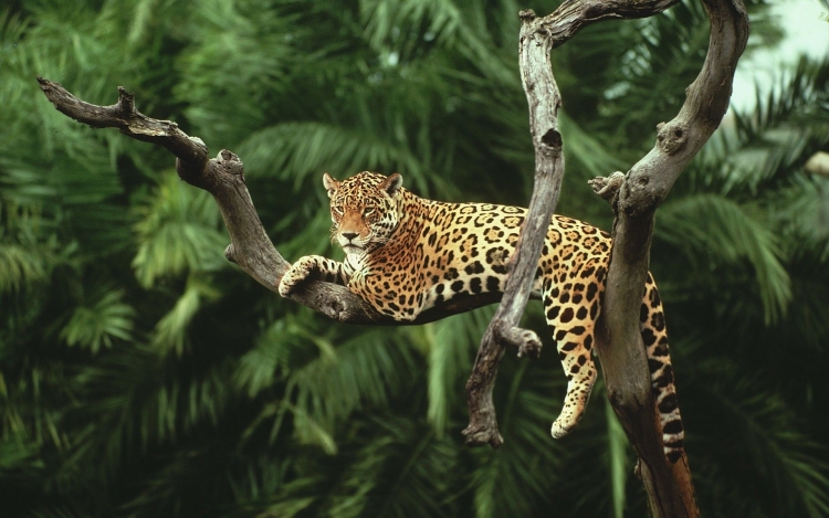 Ягуар в лесах амазонки