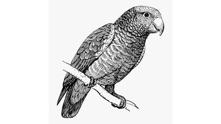 Рисунок черно белый попугай