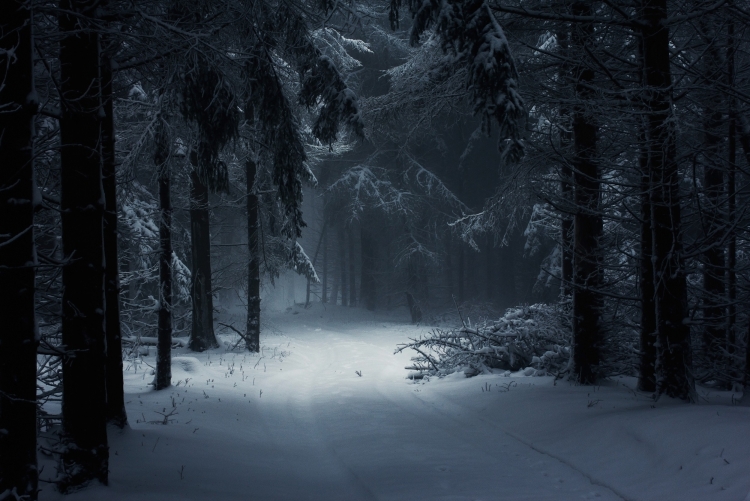 Страшный зимний лес ночью