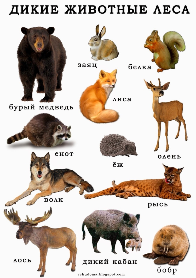 лесные животные список