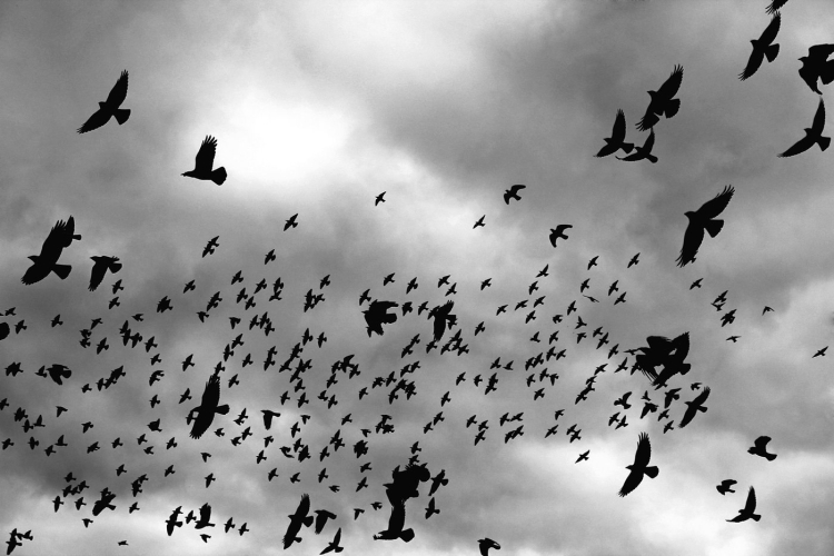 Стая птиц в небе рисунок
