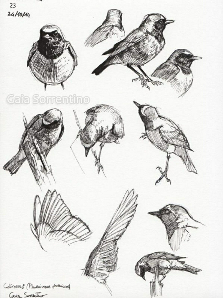 Наброски птиц рисунок