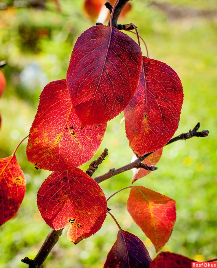 Красные листья у груши осенью