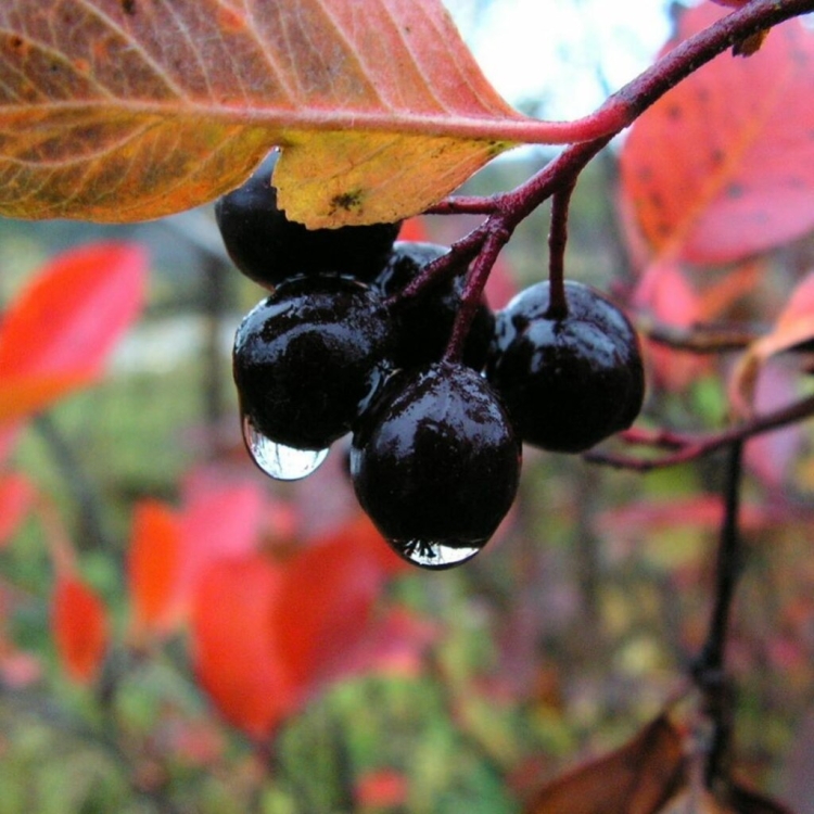 Куст с черными ягодами осенью