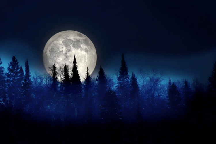 Луна над лесом