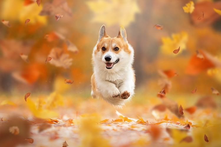 Собака в осенних листьях рисунок