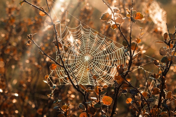 Осенняя паутина рисунок