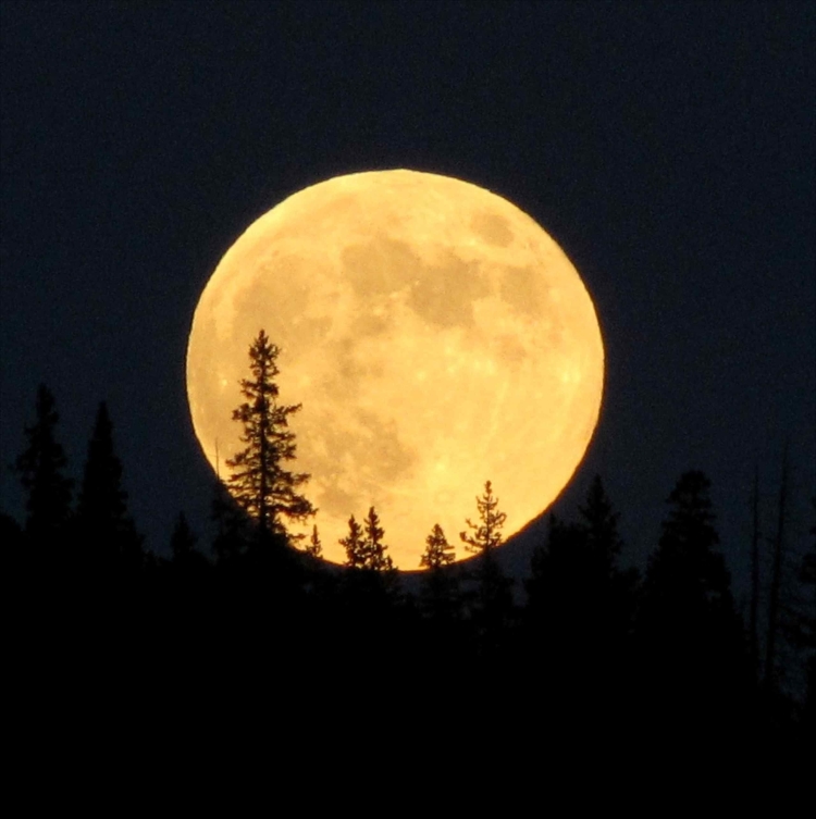 Полная луна над лесом