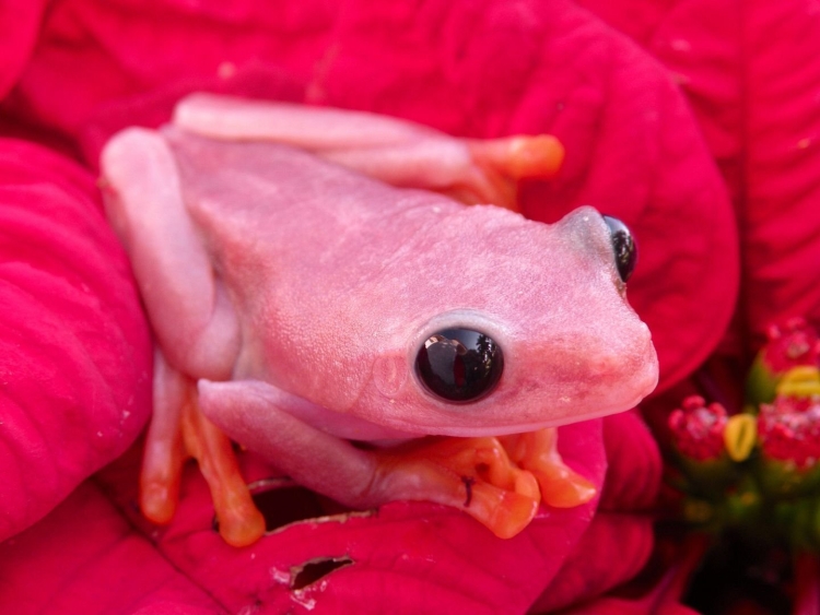 Розовая лягушка рисунок