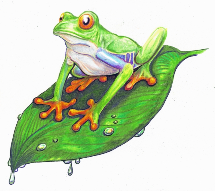 Плавающая лягушка рисунок