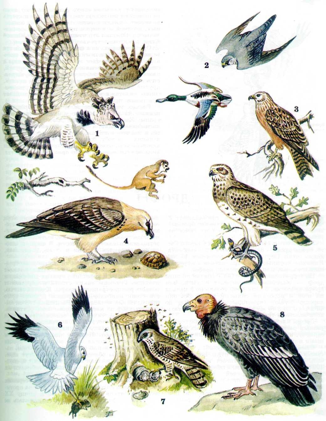 Лесные хищные птицы (50 фото)