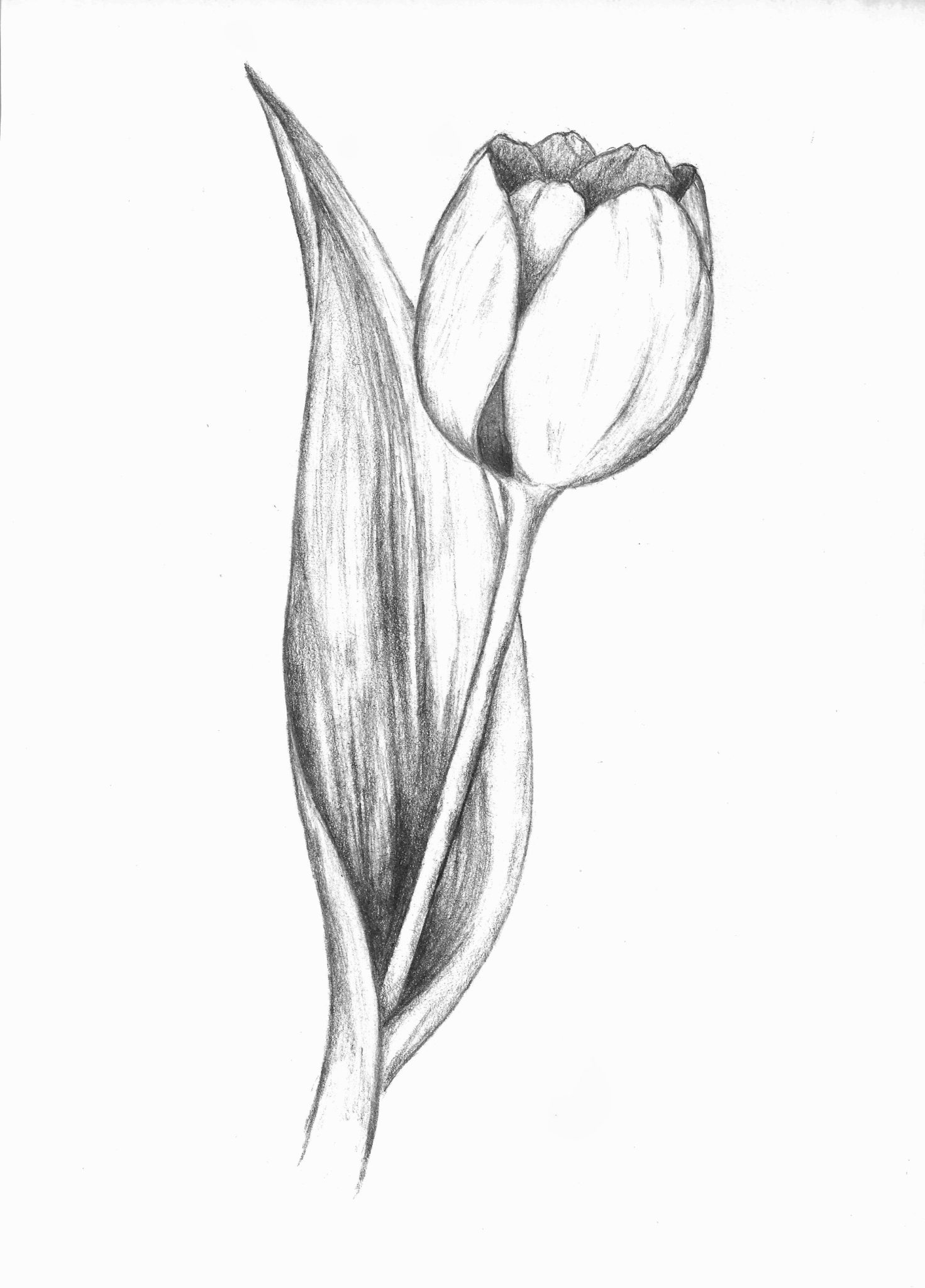 Нарисовать рисунок тюльпаны. Тюльпаны карандашом. Тюльпаны карандашом для срисовки. Эскизы растений карандашом. Тюльпаны рисунок карандашом.