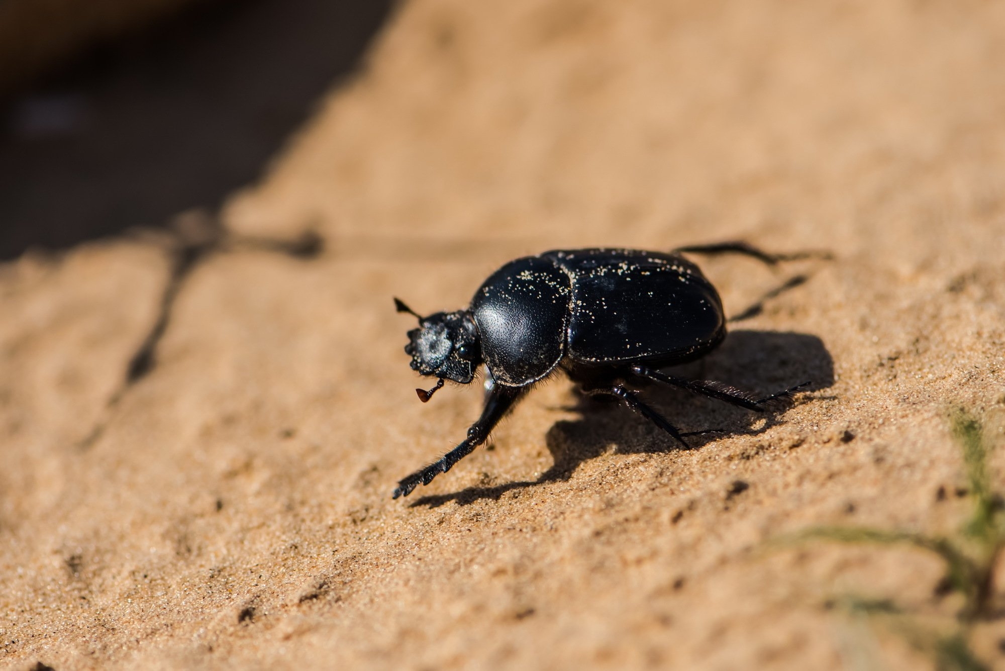 Черные жуки в лесу - 48 фото