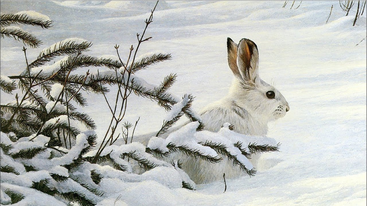 Зайчик в лесу зимой - 76 фото