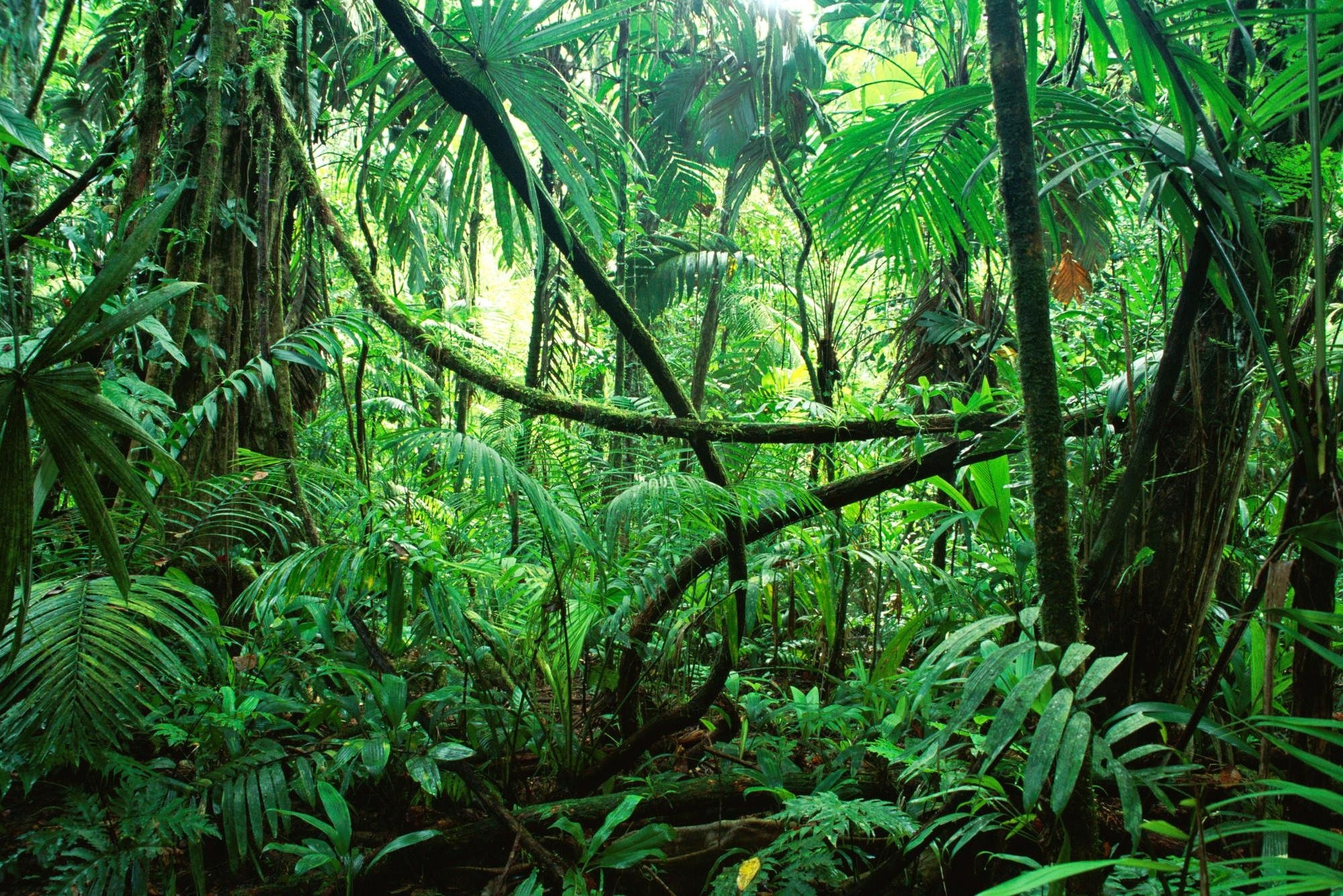 Экваториальные леса признаки. Тайга джунгли Сельва. Тропикал Рейнфорест. Сельва Южной Америки. Южная Америка Сельва лианы.