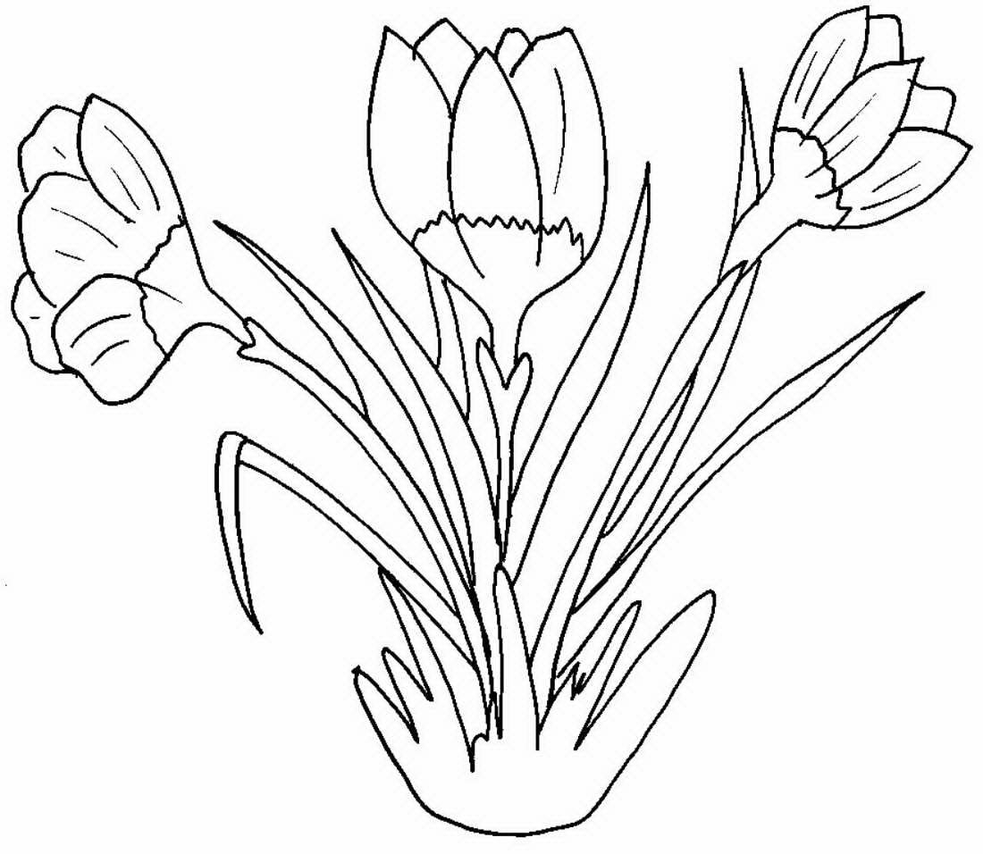Первоцветы Крыма тюльпаны. Крокус первоцвет для детей. Весенние цветы раскраска. Весенние цветы раскраска для детей. Как нарисовать весенние цветы