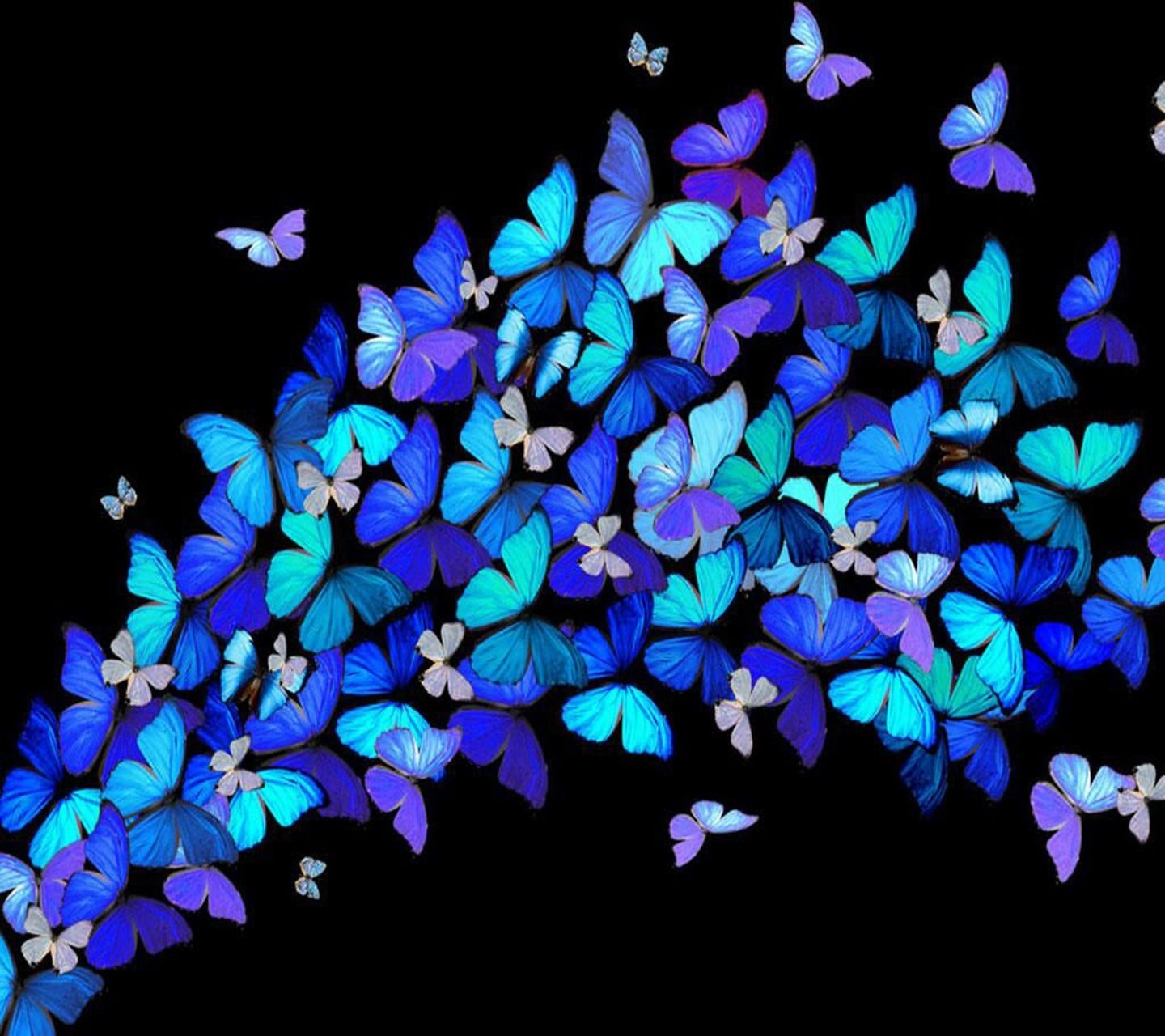 15 очень красивых бабочек. (+ много фото)