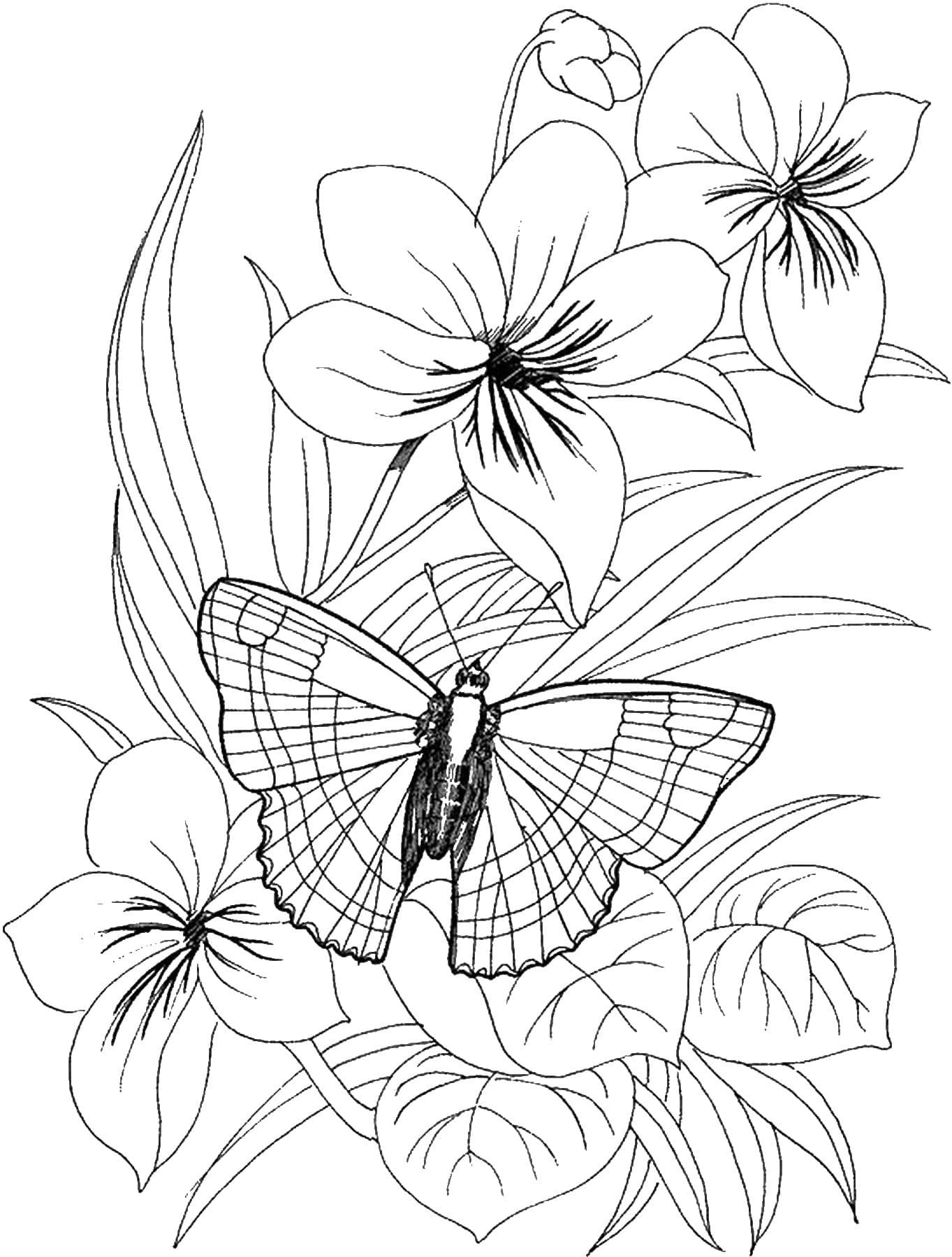 Раскраска бабочки с цветами для детей