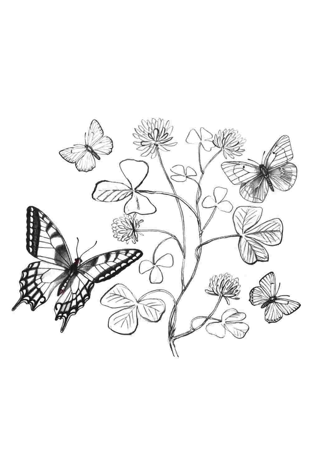 Раскраски Раскраска Бабочки и цветы бабочки, Раскраски бабочки.