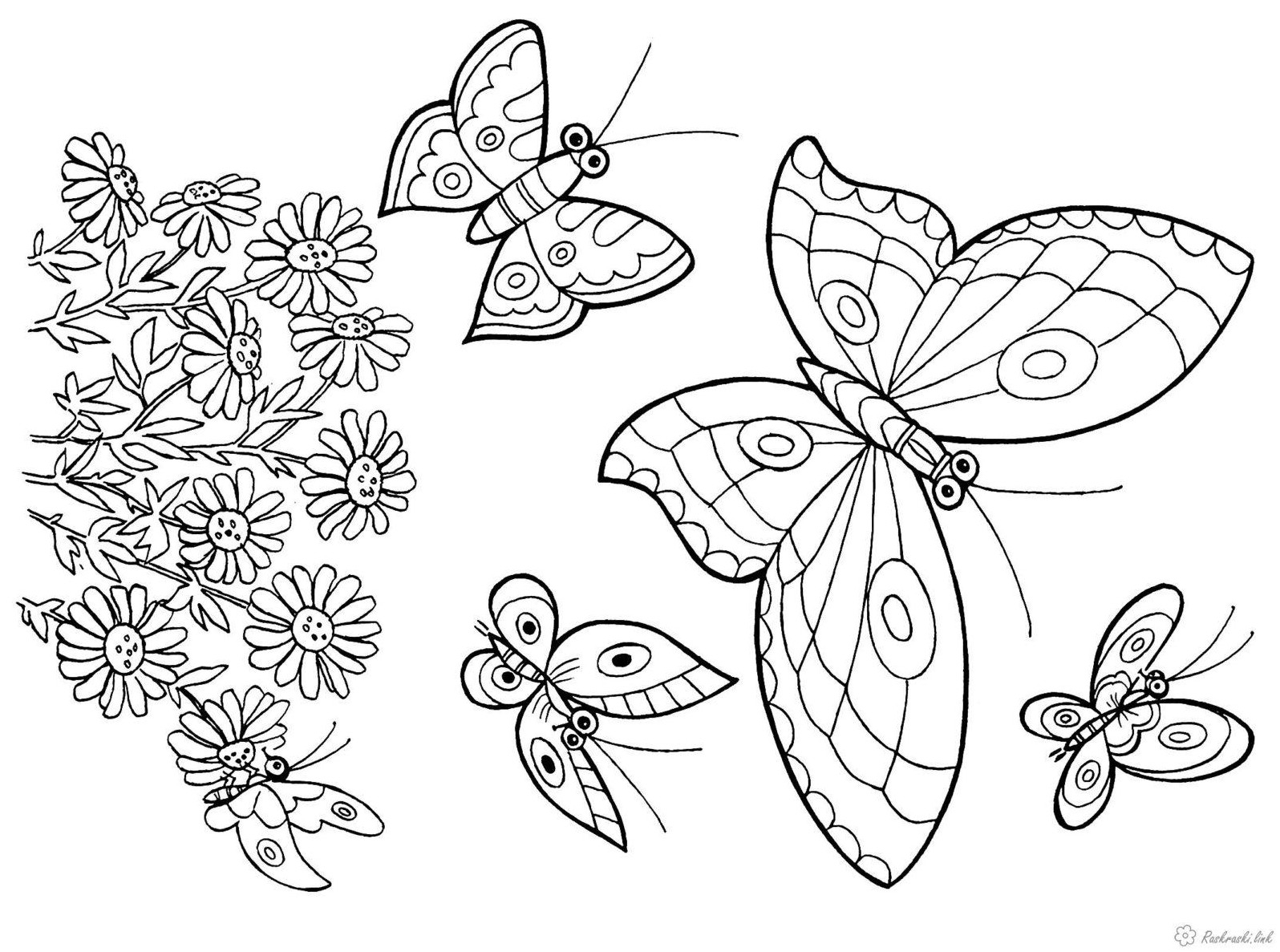 Раскраски для девочек бабочки
