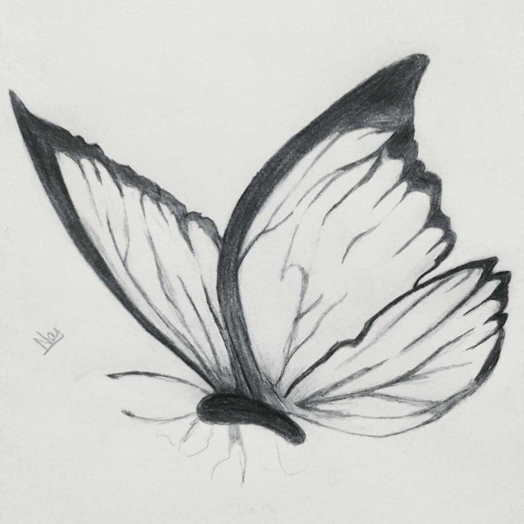 Бабочка рисунок карандашом. Рисунок бабочки карандашом для срисовки. Бабочка рисунок карандашом для детей. Бабочки картинки карандашом. Красивые бабочки карандашом