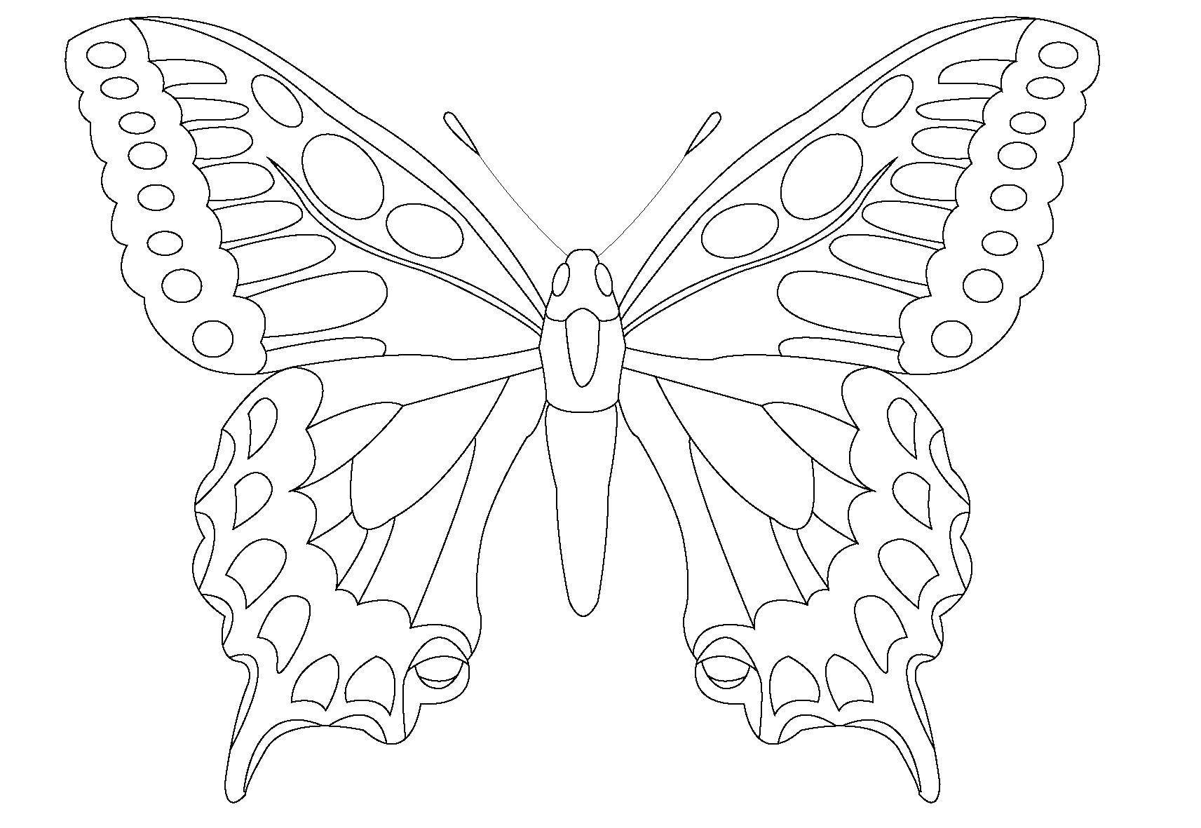 Презентация на тему Как нарисовать бабочку? поэтапноё рисование