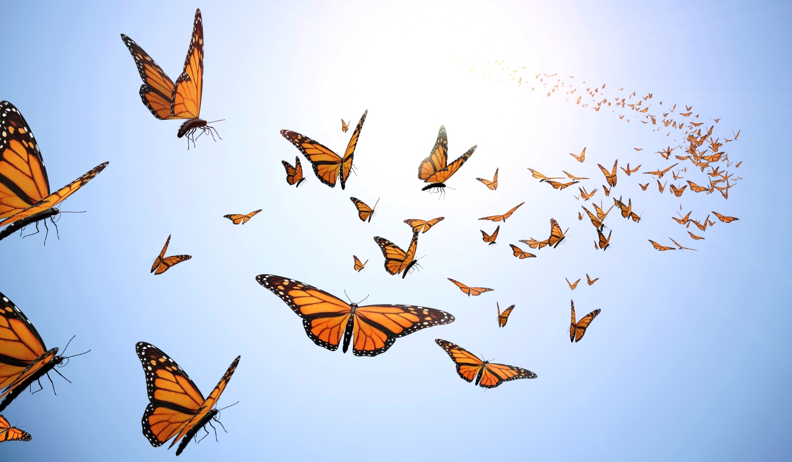 Бабочки летают вокруг. Полет бабочки. Много бабочек. Стайка бабочек. Бабочка в полете.