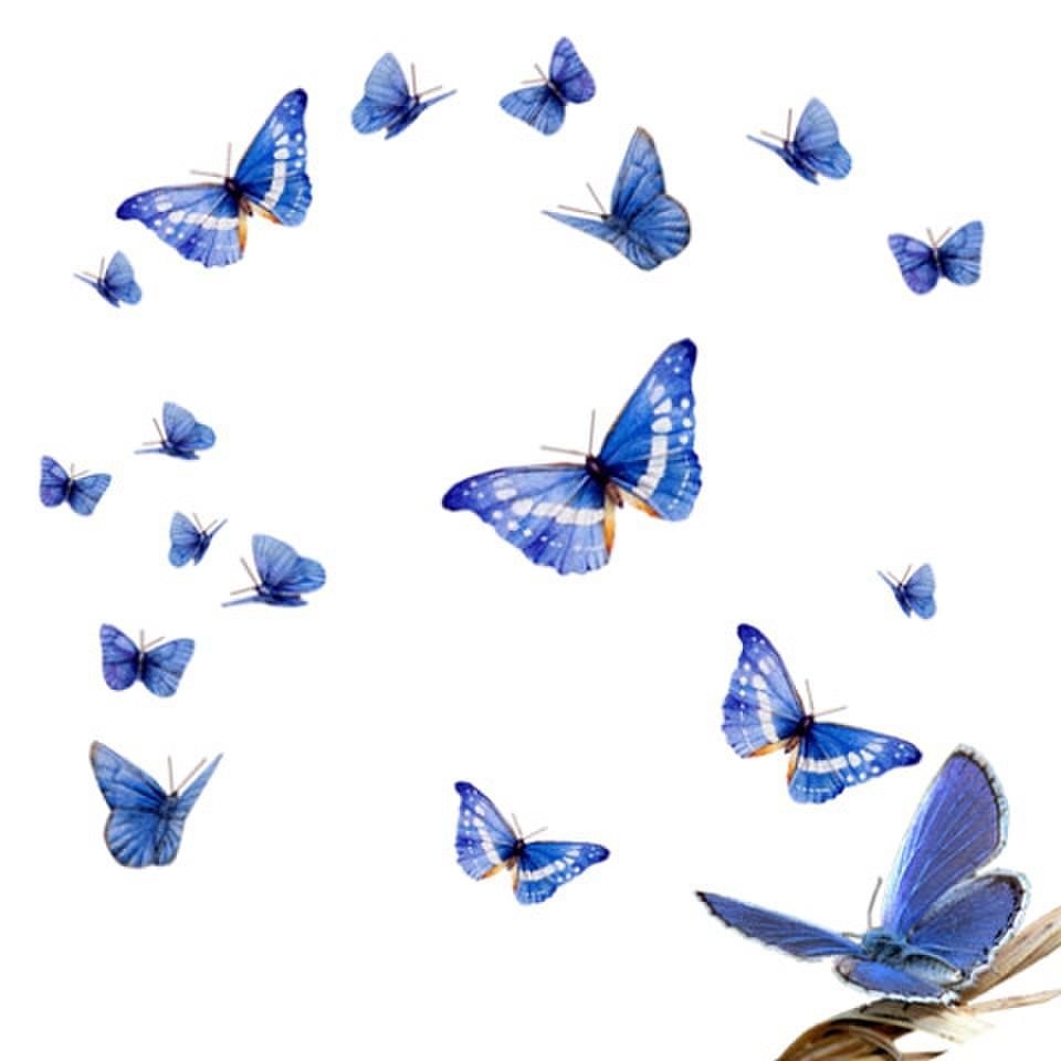 Фото бабочки на прозрачном фоне - Бабочки - Картинки PNG - Галерейка