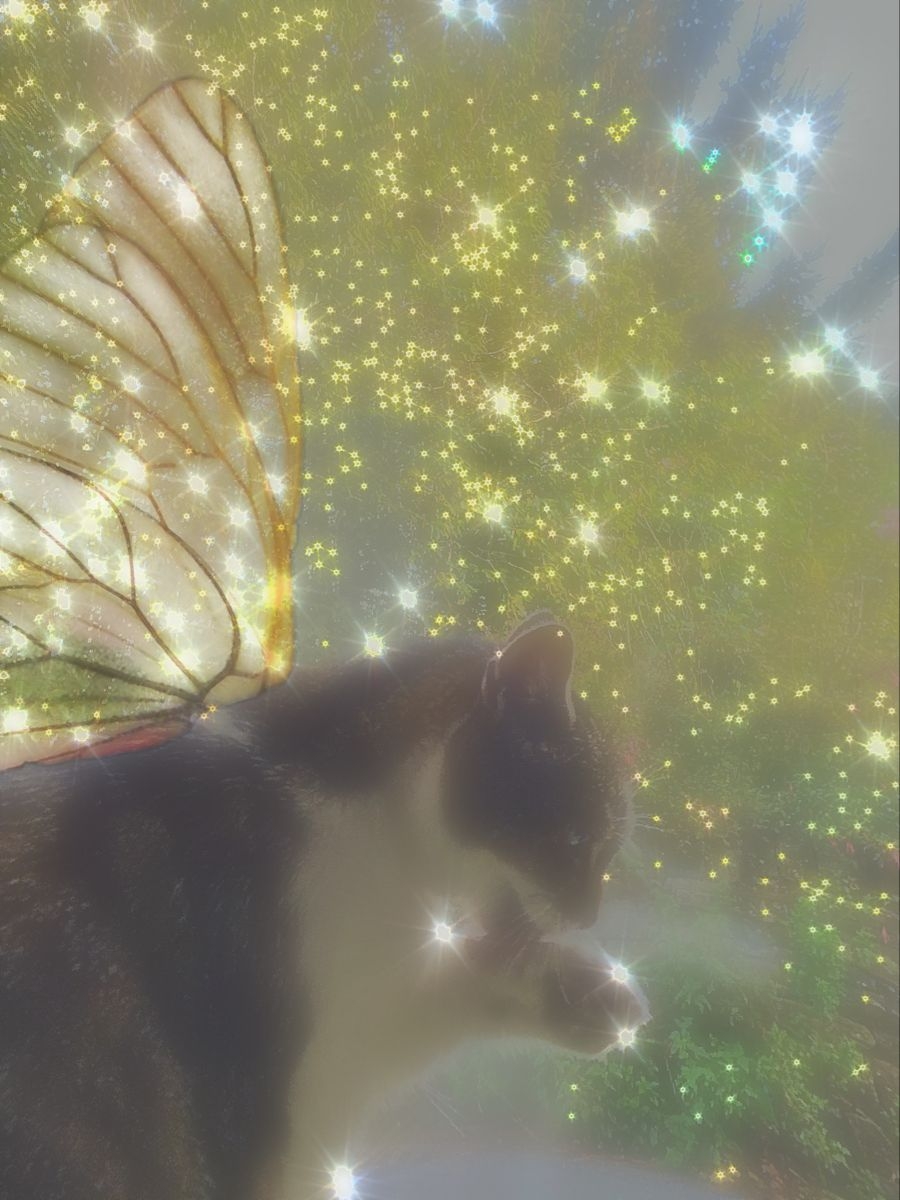 Кот с крыльями бабочки рисунок - 66 фото