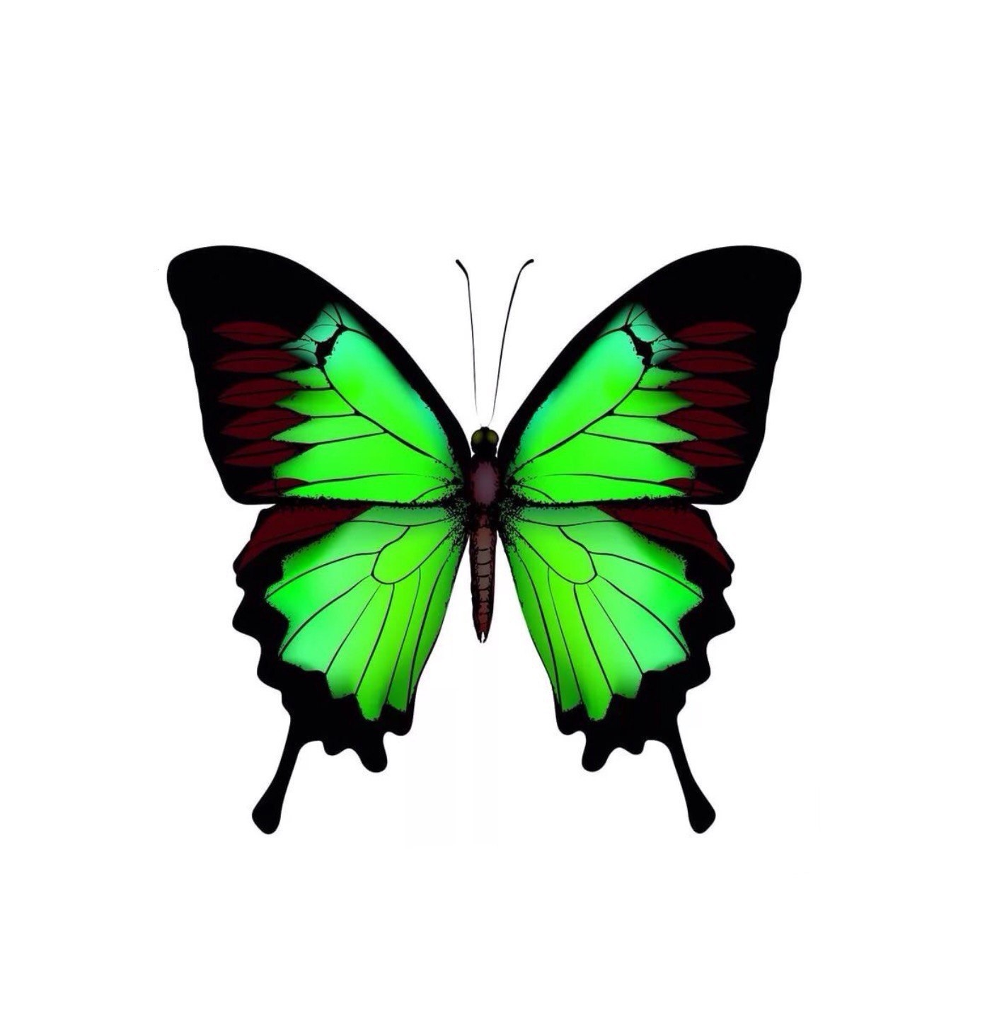 Зеленая бабочка. Салатовая бабочка. Бабочки зеленого цвета. Зеленая бабочка на белом фоне. Черно зеленая бабочка