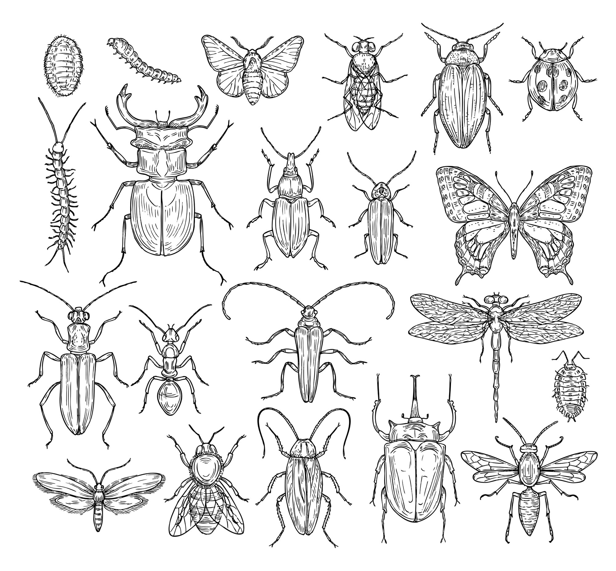 Тип симметрии комара. Зарисовки насекомых. Эскизы насекомых. Красивые рисунки насекомых. Линейное рисование насекомые.