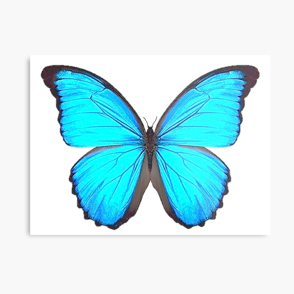 Бело голубые бабочки. Бабочка Морфо Дидиус. Бабочка Морфо Менелай. Синяя бабочка. Синие бабочки на белом фоне.