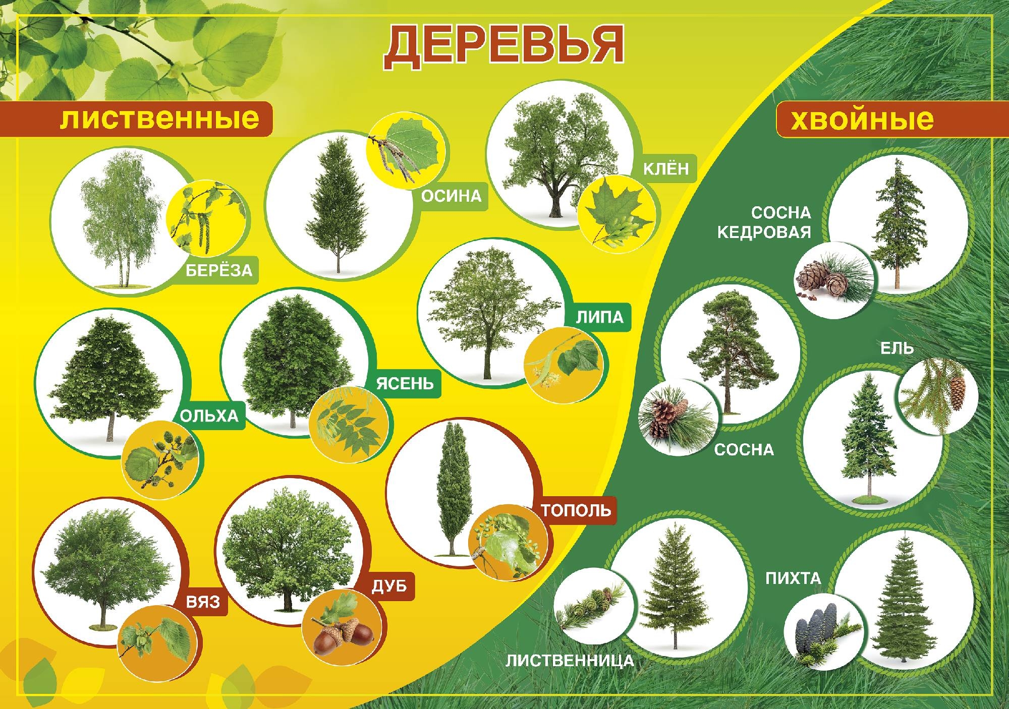 Хвойные породы деревьев России