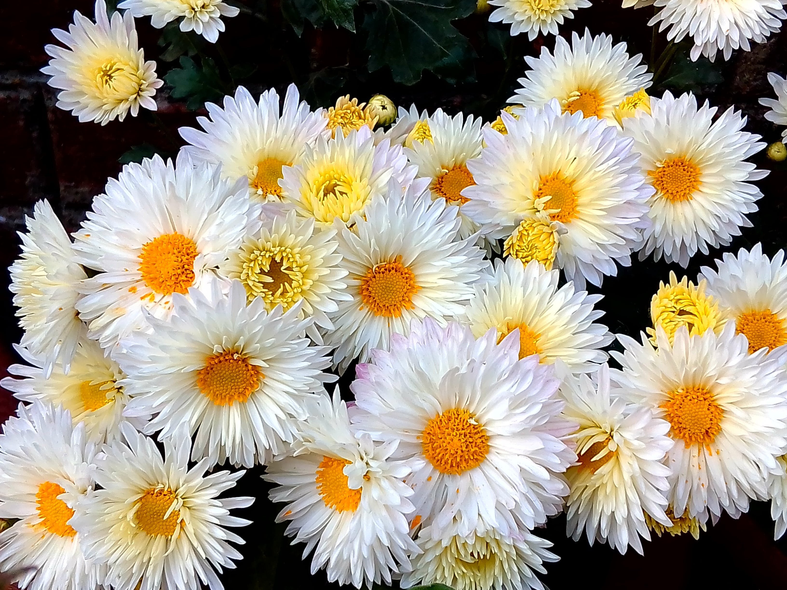 Хризантемы осенью - 63 фото