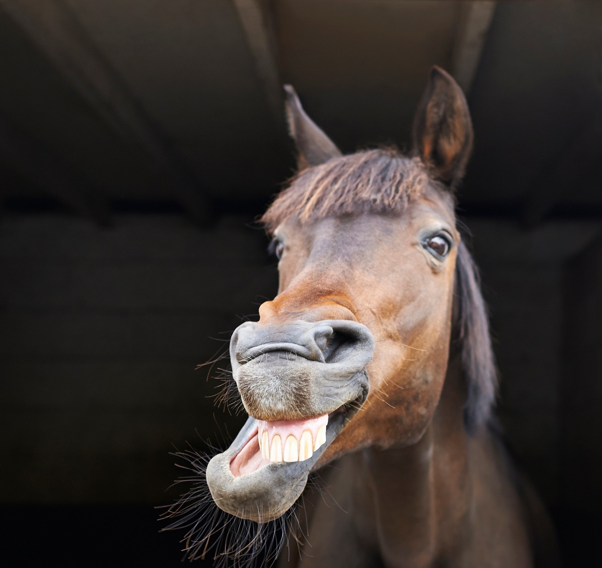 Лошадиные зубы. Конь улыбается. Улыбка лошади. Лошадь ржет.