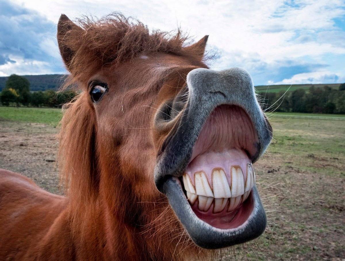 Фото улыбающейся лошади