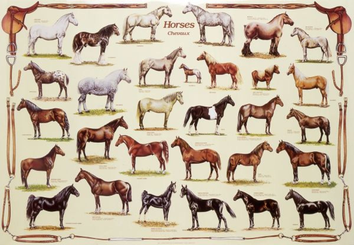 Какие названия у лошадей. Лошади разных мастей. Дикие масти лошадей. Породы лошадей для иппотерапии. Породы верховых лошадей таблица.