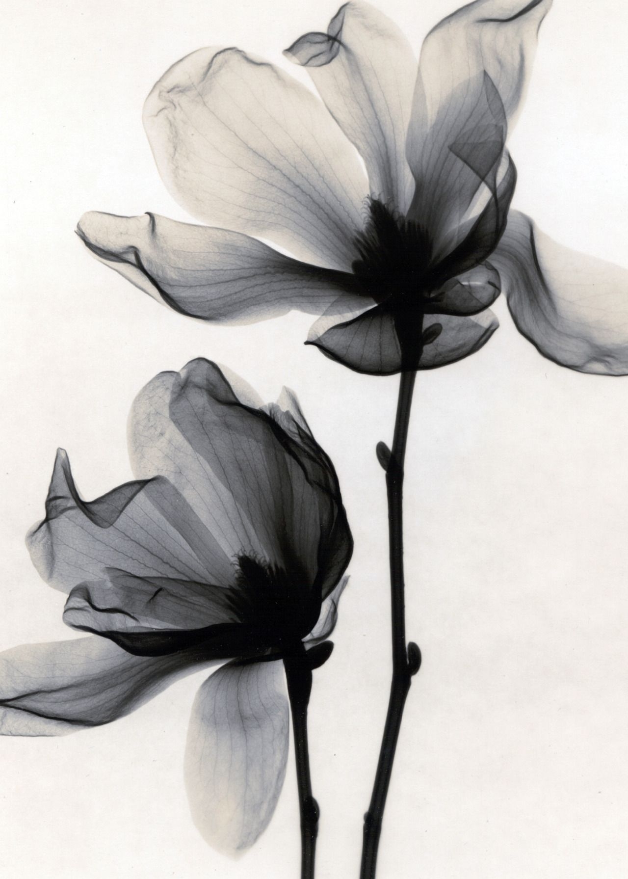 Черно белые цветы - 74 фото