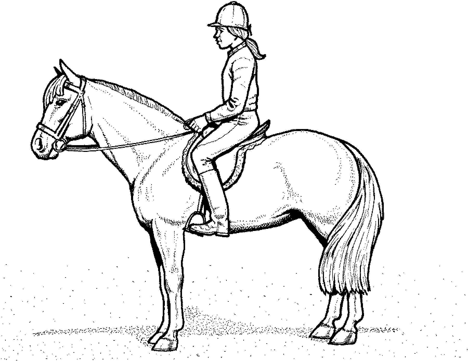 Красивая лошадь и всадник заготовка для раскрашивания